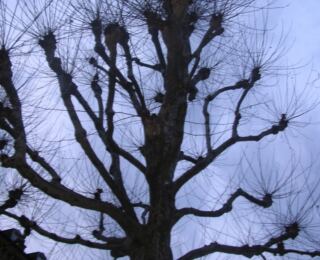 090322-strassburg 37